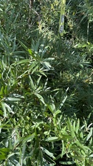 Hippophae sinensis