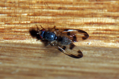 Palloptera umbellatarum