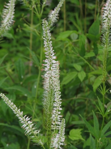 Veronicastrum virginicum