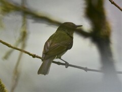 Mionectes galbinus galbinus