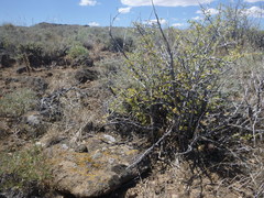 Peraphyllum ramosissimum