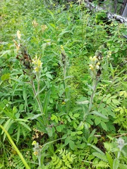 Pedicularis tristis