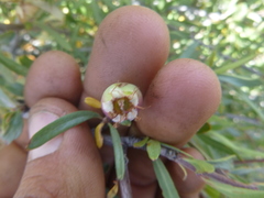 Peraphyllum ramosissimum