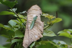 Rhombodera