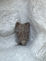 Mesoligia furuncula