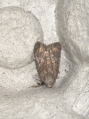 Mesoligia furuncula