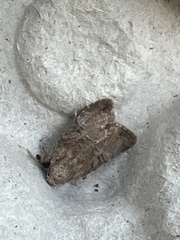 Mesoligia furuncula