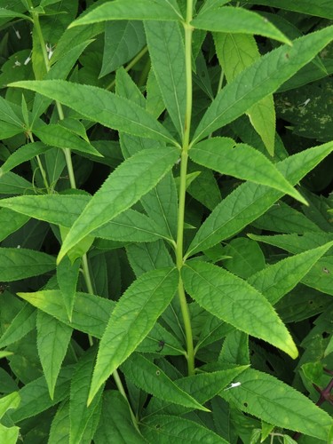 Veronicastrum virginicum