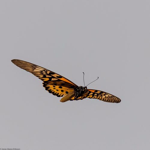 Giant African Swallowtail