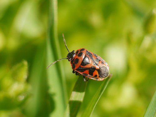 red cabbage bug