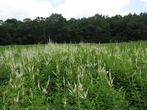 Veronicastrum virginicum
