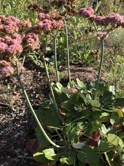 Eriogonum grande rubescens