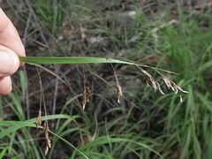 Anthoxanthum rariflorum