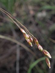 Anthoxanthum rariflorum