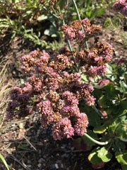 Eriogonum grande rubescens