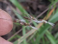 Anthoxanthum rariflorum
