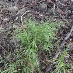 Anthoxanthum rariflorum