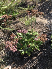 Eriogonum grande rubescens