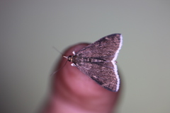 Pyrausta niveicilialis