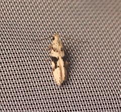 Coleotechnites atrupictella