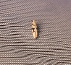 Coleotechnites atrupictella