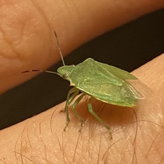 Thyanta custator accerra