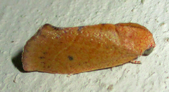 Neaxestis