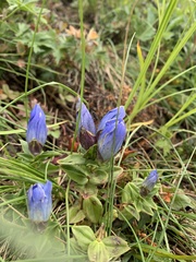 Gentiana platypetala