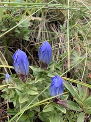 Gentiana platypetala