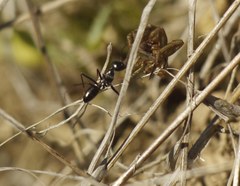 Cataglyphis aenescens
