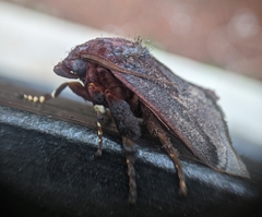 Phocoderma