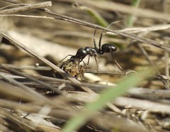 Cataglyphis aenescens