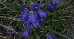 Campanula orbelica