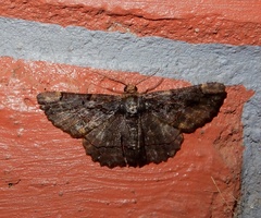 Dasyboarmia delineata