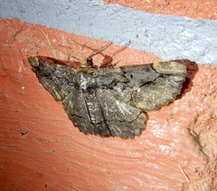 Dasyboarmia delineata