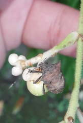 Aeschrocoris ceylonicus