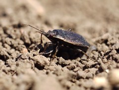 Pyrrhocoris marginatus