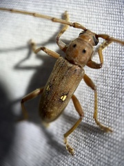 Eburia mutica