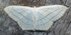 Scopula ordinata