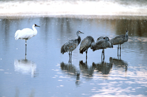 Whooping Crane photographed in New Mexico