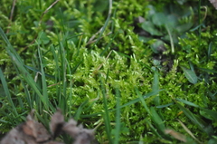 Brachythecium erythrorrhizon erythrorrhizon