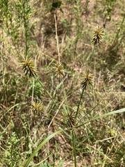 Cyperus lancastriensis