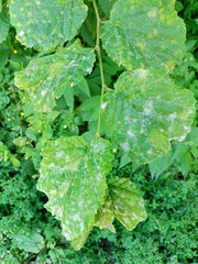 Erysiphe corylacearum