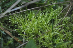 Brachythecium erythrorrhizon erythrorrhizon