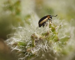 Longitarsus dorsalis