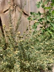 Artemisia macrocephala