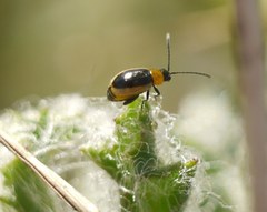 Longitarsus dorsalis