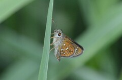 Piruna penaea