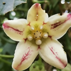 Cynanchum pulchellum