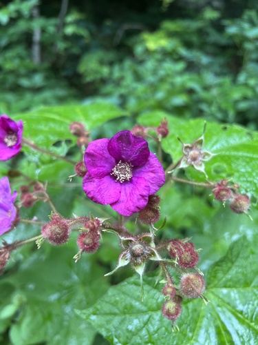 purpleflowering raspberry (Rubus odoratus)